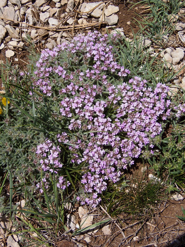 Изображение особи Thymus roegneri.