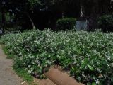 Trachelospermum jasminoides