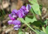 Lathyrus japonicus ssp. pubescens