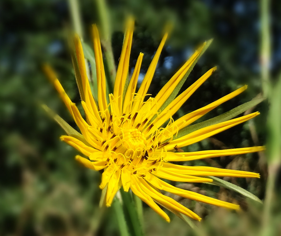 Изображение особи род Tragopogon.