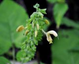 Salvia glutinosa