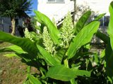 Alpinia galanga