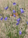 Campanula rotundifolia