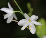 Anthericum ramosum