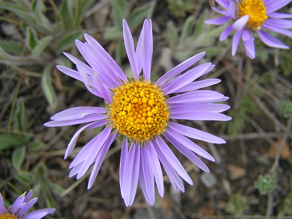 Изображение особи Aster serpentimontanus.