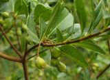 Pittosporum heterophyllum