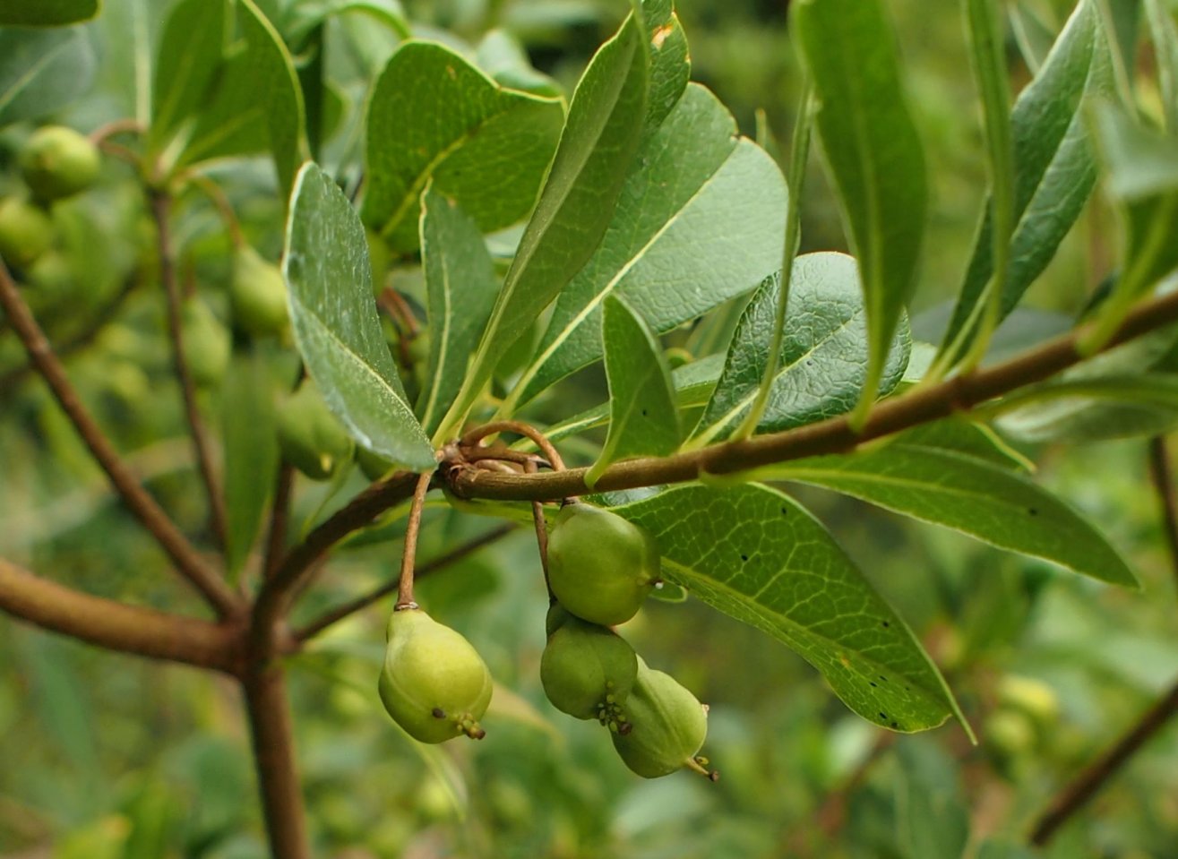 Изображение особи Pittosporum heterophyllum.