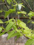 Magnolia acuminata. Ветвь с раскрывающимся цветком. Санкт-Петербург, ботанический сад БИНа, в культуре. 08.06.2017.