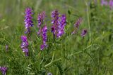 Vicia tenuifolia