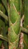 Sansevieria cylindrica