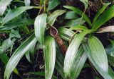 Nepenthes tentaculata. Ловчий кувшинчик и листья. Малайзия, о-в Борнео, штат Сабах, подножие горы Кинабалу, дождевой лес. Октябрь 2004 г.