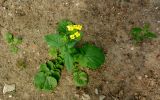 Brassica campestris