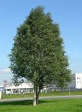 Populus simonii