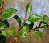 Salix saxatilis. Верхушка ветви. Магаданская обл., окр. г. Магадан, долина в низовье р. Магаданка, ивняк. 11.09.2018.