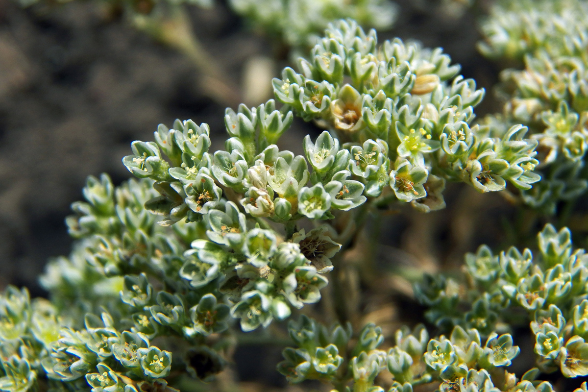 Изображение растения Scleranthus perennis.