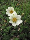 Dryas octopetala