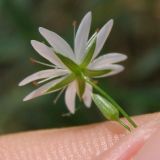 Stellaria hebecalyx