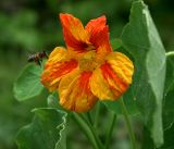 Tropaeolum majus. Цветок с каплями росы, листья и подлетающая пчела. Московская обл., Раменский р-н, окр. дер. Хрипань, садовый участок. 07.08.2019.