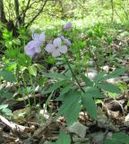 Cardamine quinquefolia. Цветущее растение. Дагестан, окр. г. Дербент, гора Ачигсырт, лес. 23.04.2019.