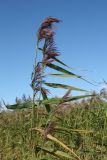 Phragmites australis. Верхушки плодоносящих побегов. Псковская обл., Гдовский р-н, окр. дер. Спицино; берег Чудского оз., низменный песчаный пляж, заросли Phragmites australis. 17.08.2019.