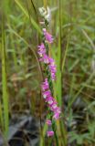 Spiranthes australis