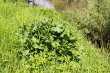 Rumex confertus