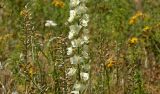 Delphinium semibarbatum