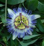 Passiflora caerulea. Цветок. Республика Абхазия, Гудаутский р-н, г. Новый Афон, в культуре. Июль 2021 г.