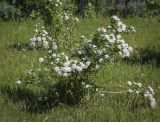 Spiraea × vanhouttei