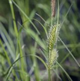 Carex vesicaria. Верхушка побега с соцветиями. Владимирская обл., окр. г. Александров, берег пруда. 10.06.2022.