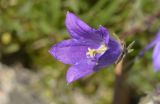 Campanula besenginica. Цветок. Карачаево-Черкесия, Карачаевский р-н, Большой Кавказ, правый борт долины р. Узункол, гора Чатбаши в р-не \"нижних чатских ночёвок\", ≈ 2880 м н.у.м., осыпной южный склон, большой камень. 26.07.2023.