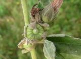 Althaea officinalis