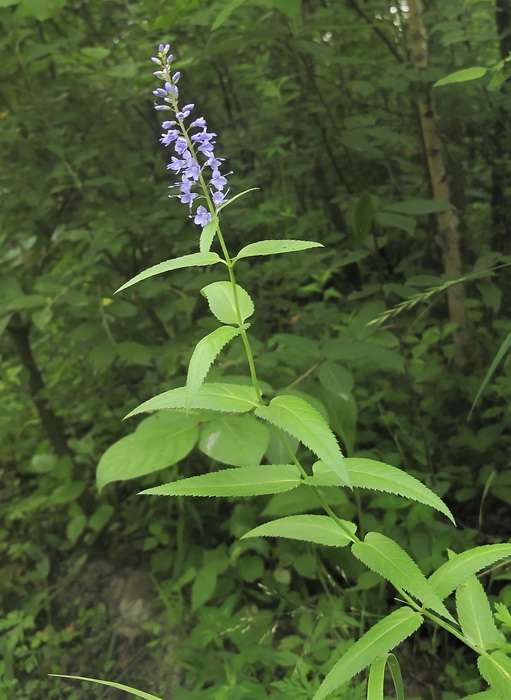 Изображение особи Veronica longifolia ssp. exortiva.