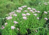 Eupatorium cannabinum