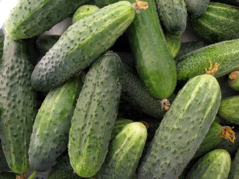 Изображение особи Cucumis sativus.