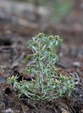 Gnaphalium uliginosum. Плодоносящее растение на торфяном берегу водохранилища. Амурская обл., Зейское водохранилище, зал. Кохани. 07.09.2011.