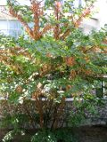 Cercis siliquastrum. Плодоносящее дерево. Зап. Крым, г. Саки, сквер у санатория им. Н.Н. Бурденко. 29.08.2011.