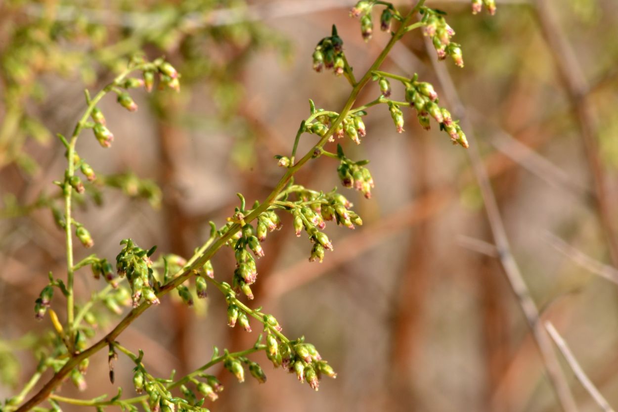 Изображение особи Artemisia arenaria.