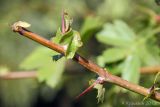 Crataegus rhipidophylla