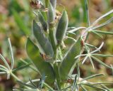 Lupinus angustifolius