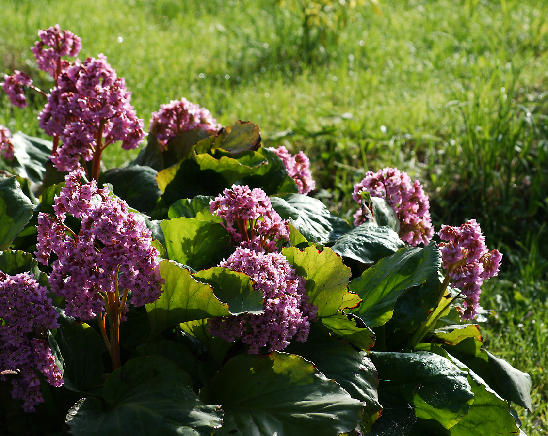 Изображение особи Bergenia crassifolia.