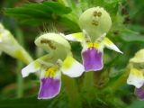 Galeopsis speciosa. Цветки. Украина, Львовская обл., Бориславский горсовет, пгт Сходница. 11.08.2012.