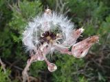 Lactuca tuberosa