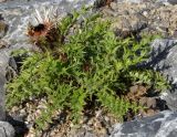 Carlina acaulis ssp. caulescens