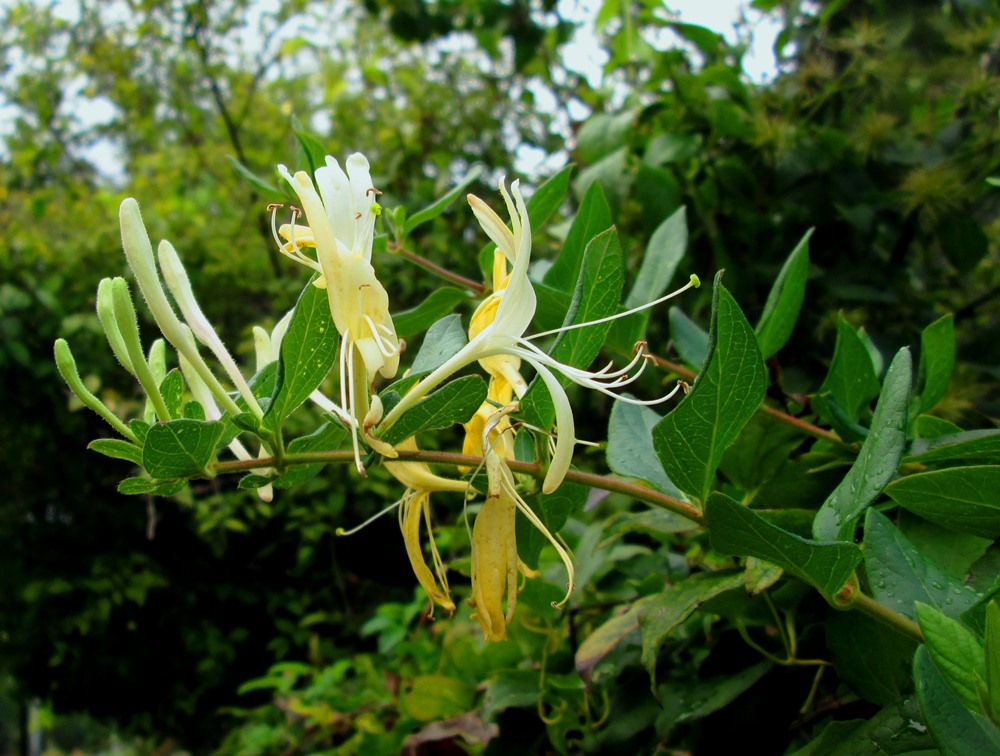 Изображение особи Lonicera japonica.