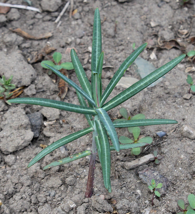 Изображение особи Euphorbia lathyris.