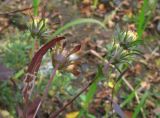 Bidens frondosa