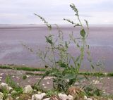 Atriplex sagittata. Плодоносящее растение. Краснодарский край, окр. г. Крымск, берег Варнавинского вдхр. 19.09.2013.