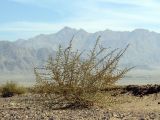 Salsola cyclophylla