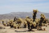 Cylindropuntia bigelovii. Плодоносящие растения в пустыне. США, Калифорния, Joshua Tree National Park. 19.02.2014.